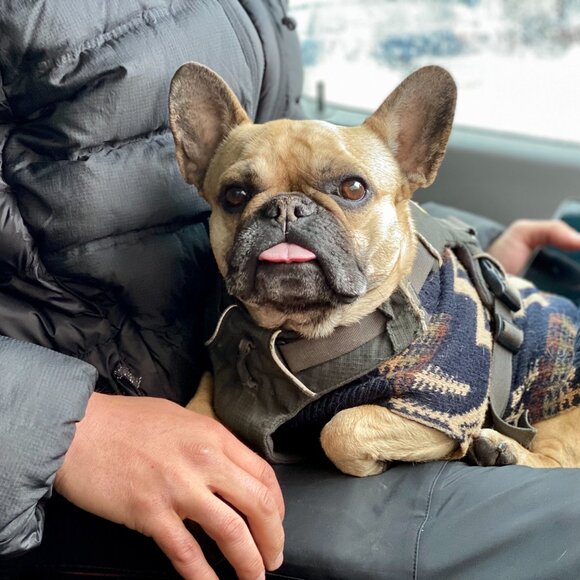 Pendleton Harding Pet Sweater Size Large - Picture 4 of 10